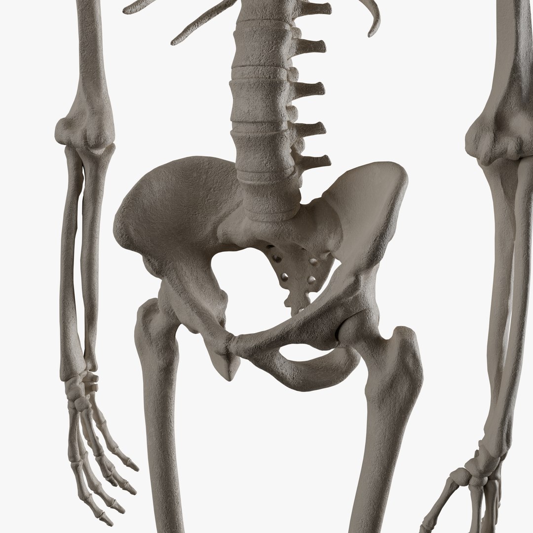 Male and Female Skeleton 3D model https://p.turbosquid.com/ts-thumb/Dq/M8gVPU/7l/add3/png/1682239401/1920x1080/fit_q87/8501c99151996405bd90d95d9c870738adff4784/add3.jpg