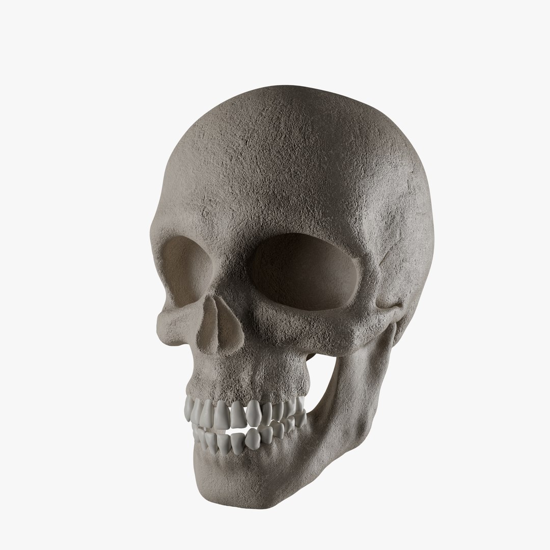 Male and Female Skeleton 3D model https://p.turbosquid.com/ts-thumb/Dq/M8gVPU/BB/add2/png/1682239399/1920x1080/fit_q87/b0e7640722a8268dfb6536de61c04dede72d0e03/add2.jpg