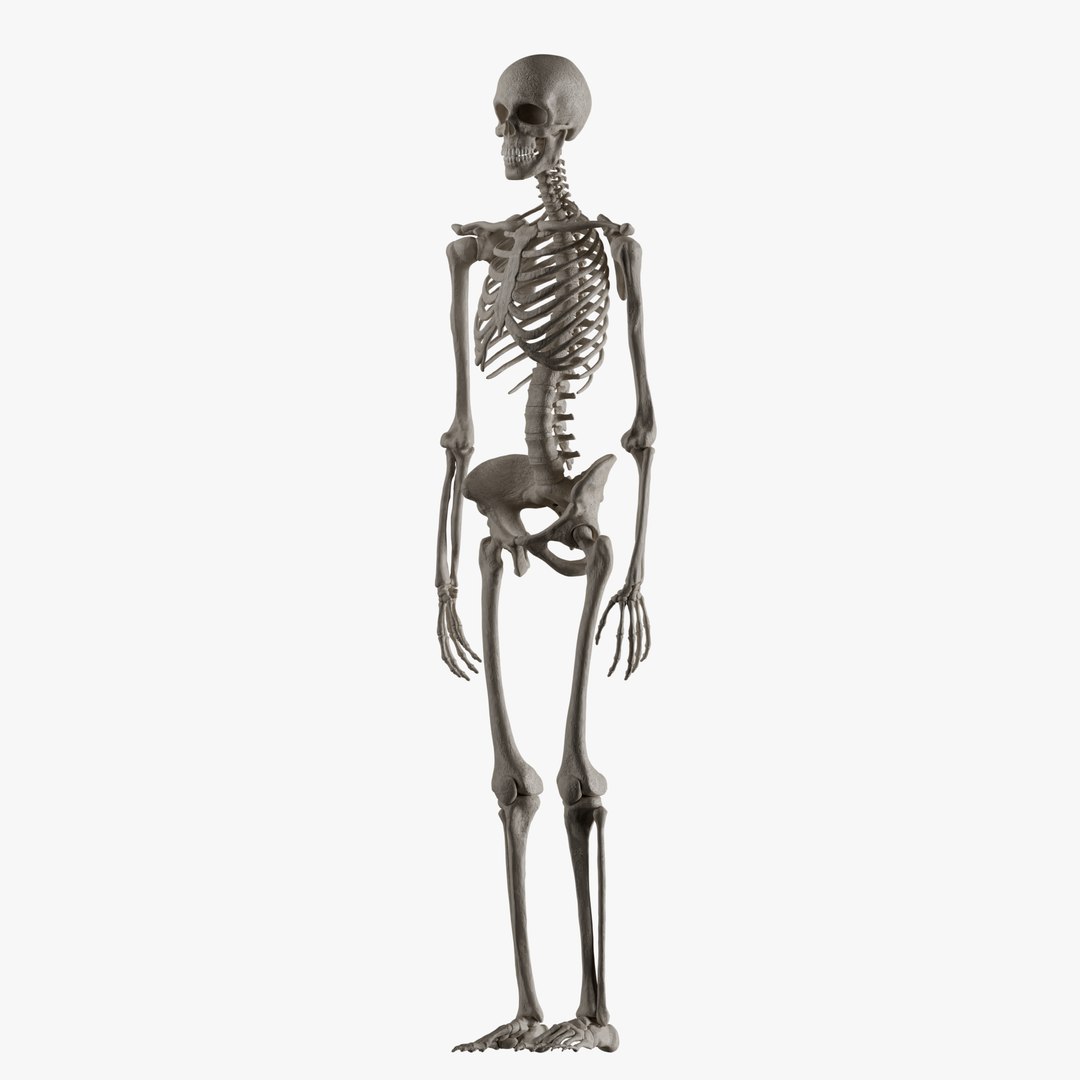 Male and Female Skeleton 3D model https://p.turbosquid.com/ts-thumb/Dq/M8gVPU/Bz/femaleskeleton2/png/1682239744/1920x1080/fit_q87/462d3919c73982c3515ae2061435c5ee68daf4ea/femaleskeleton2.jpg