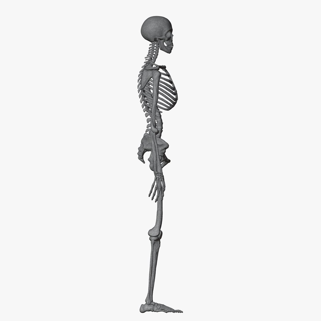 Male and Female Skeleton 3D model https://p.turbosquid.com/ts-thumb/Dq/M8gVPU/Ee/wireskeleton7/png/1682239857/1920x1080/fit_q87/09cf6e0d46dc7d6fabf9db9e9605132aedf5d316/wireskeleton7.jpg