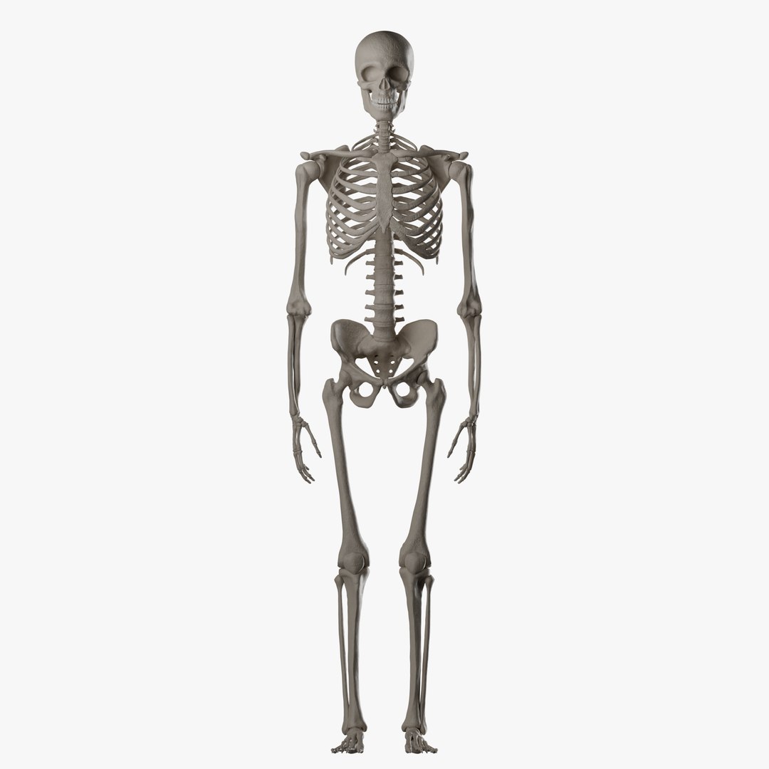 Male and Female Skeleton 3D model https://p.turbosquid.com/ts-thumb/Dq/M8gVPU/FQ/maleskeleton1/png/1682239387/1920x1080/fit_q87/a6c2f8f11c83a2d2a944220bb6b608e86e215dab/maleskeleton1.jpg