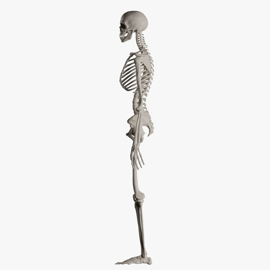Male and Female Skeleton 3D model https://p.turbosquid.com/ts-thumb/Dq/M8gVPU/G4/maleskeleton3/png/1682239388/1920x1080/fit_q87/f87305c362ad4cc74e003ca8e915a90881b1d68d/maleskeleton3.jpg