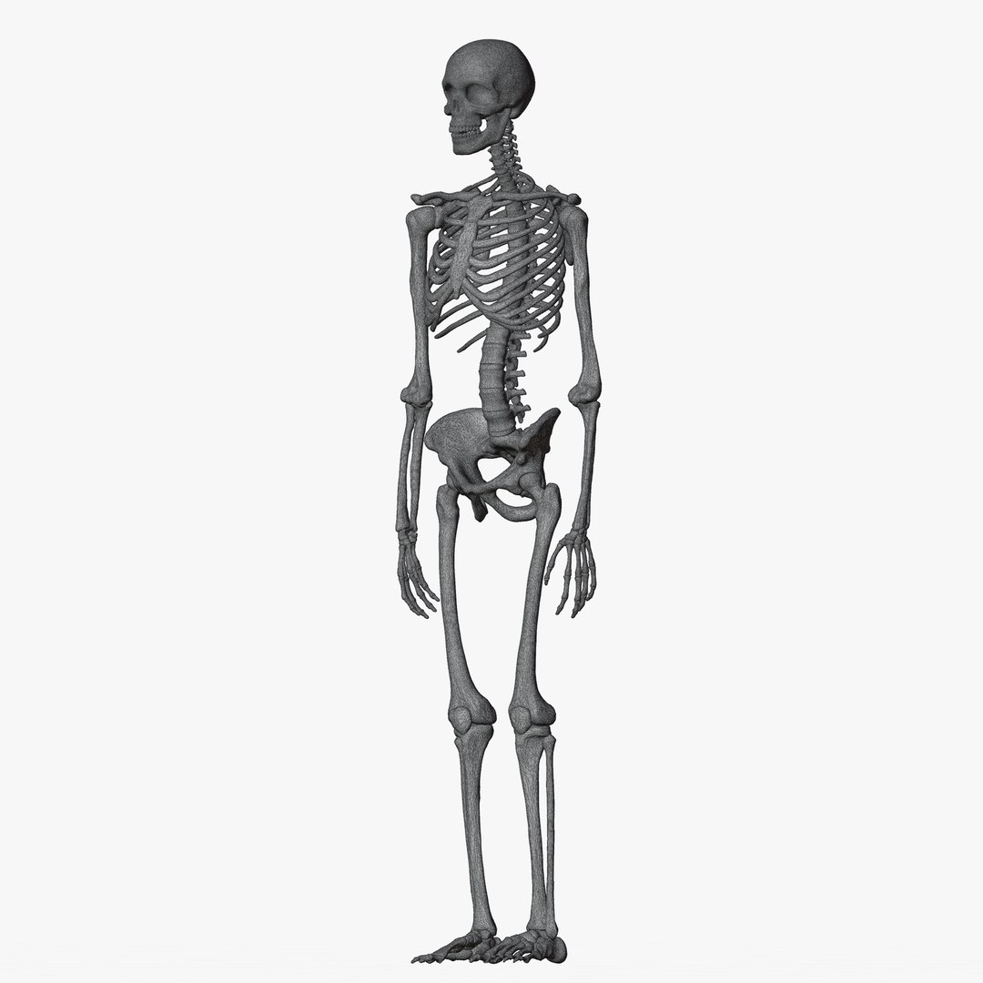Male and Female Skeleton 3D model https://p.turbosquid.com/ts-thumb/Dq/M8gVPU/G8/wiremaleskeleton2/png/1682239488/1920x1080/fit_q87/92edd64fd57445e5099621ab34e3087c2b5775de/wiremaleskeleton2.jpg