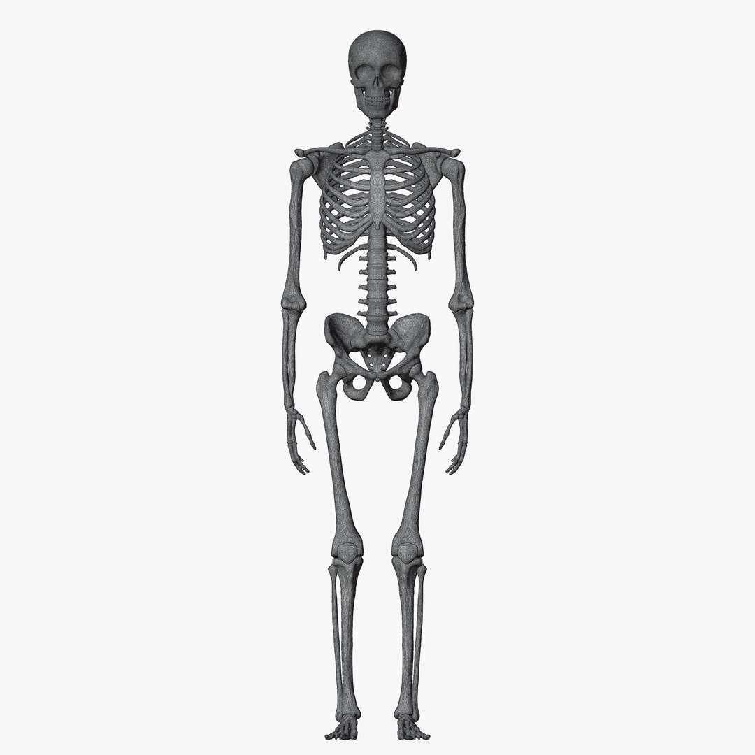 Male and Female Skeleton 3D model https://p.turbosquid.com/ts-thumb/Dq/M8gVPU/Ia/wiremaleskeleton1/png/1682239488/1920x1080/fit_q87/94787494ff4b42eb8edc451fdf893b3c6f7e836a/wiremaleskeleton1.jpg