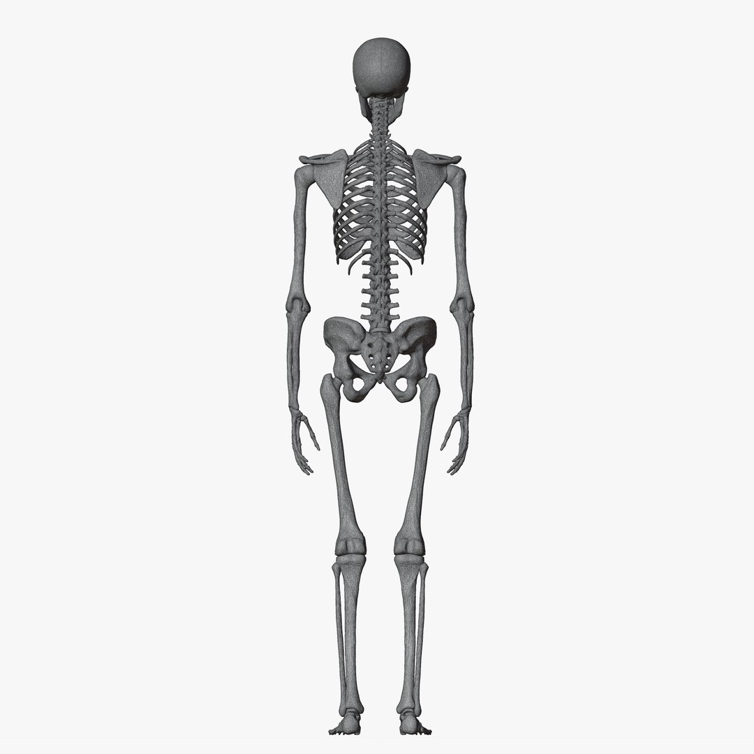 Male and Female Skeleton 3D model https://p.turbosquid.com/ts-thumb/Dq/M8gVPU/Kx/wireskeleton5/png/1682239856/1920x1080/fit_q87/8daa9ac228bb91967f50a2417e5b3ed138a4a37c/wireskeleton5.jpg