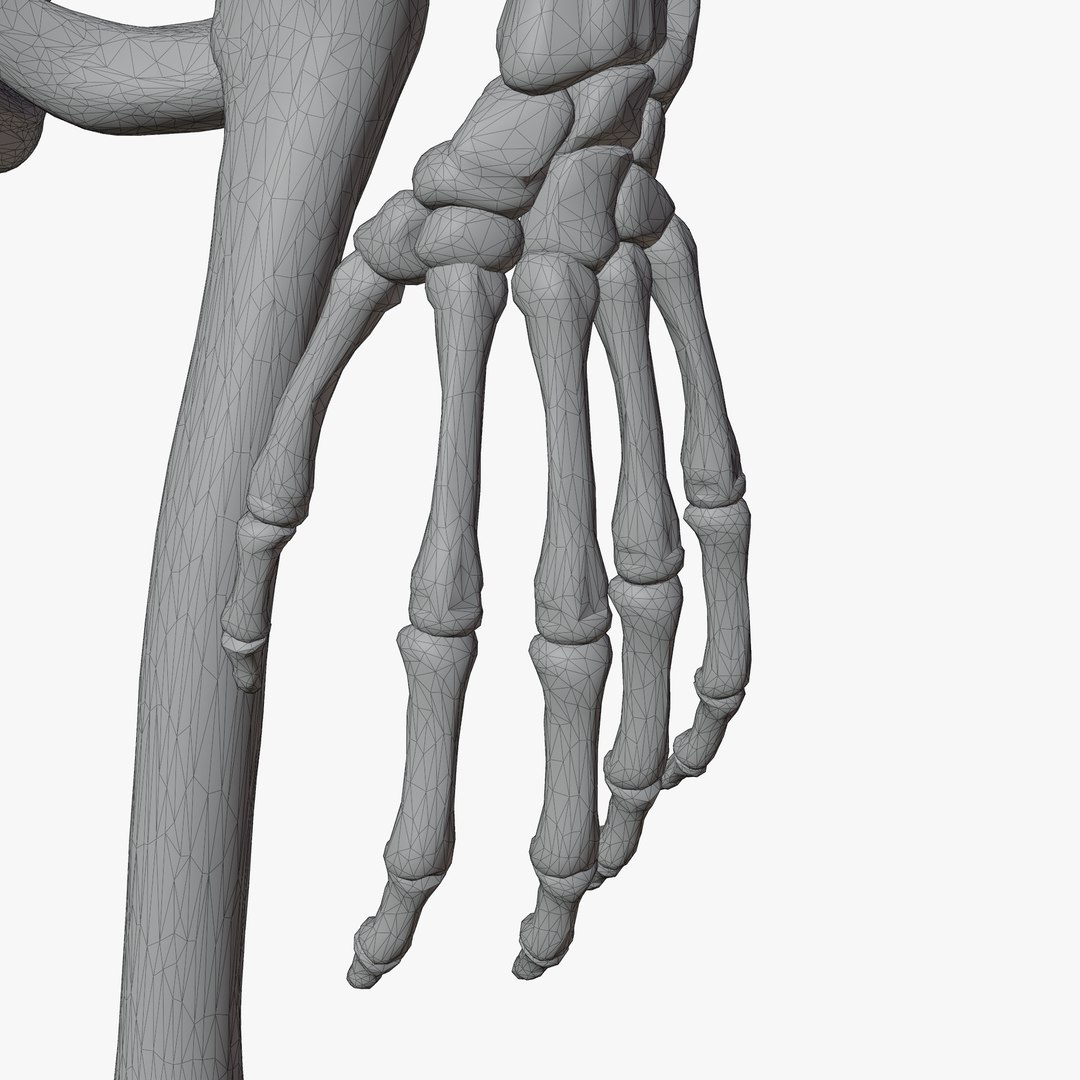 Male and Female Skeleton 3D model https://p.turbosquid.com/ts-thumb/Dq/M8gVPU/Nk/wireadd6/png/1682239513/1920x1080/fit_q87/de84e2a7fde91c3457a62e39a5996ea456c426f8/wireadd6.jpg