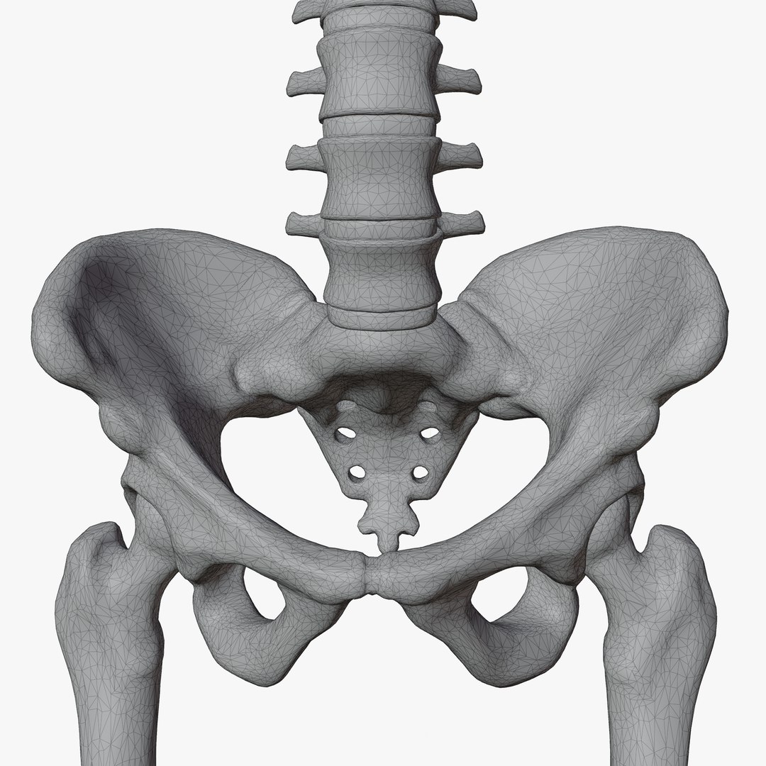 Male and Female Skeleton 3D model https://p.turbosquid.com/ts-thumb/Dq/M8gVPU/Oj/wireaddi3/png/1682239872/1920x1080/fit_q87/9d86ebcdc70e5c8519c8b4663654abb7b80b0ac0/wireaddi3.jpg