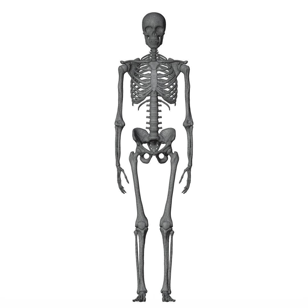 Male and Female Skeleton 3D model https://p.turbosquid.com/ts-thumb/Dq/M8gVPU/PT/wiremaleskeleton/png/1682239659/1920x1080/turn_fit_q99/8edd703da34a036f6f70a2adb1ac610ed441850b/wiremaleskeleton-1.jpg