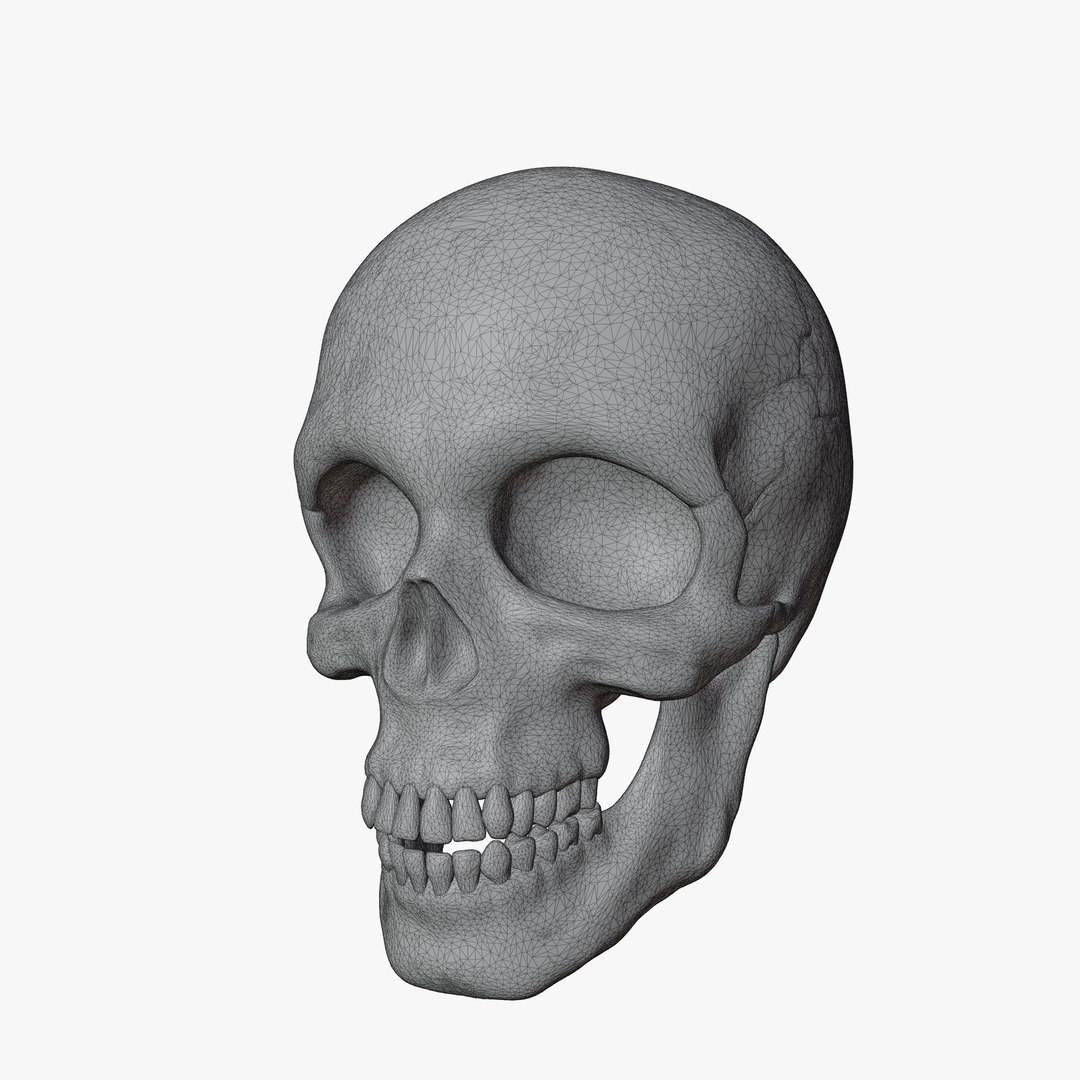 Male and Female Skeleton 3D model https://p.turbosquid.com/ts-thumb/Dq/M8gVPU/PW/wireadd2/png/1682239507/1920x1080/fit_q87/6ea59007e554019d3117c8298871668d0e7dd135/wireadd2.jpg
