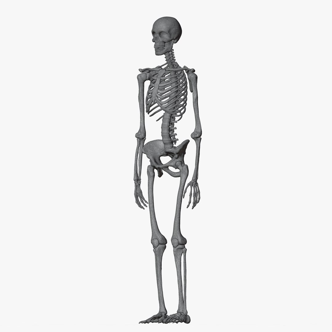 Male and Female Skeleton 3D model https://p.turbosquid.com/ts-thumb/Dq/M8gVPU/Q6/wireskeleton2/png/1682239855/1920x1080/fit_q87/f532eea6ecc0c2cac8e5b550e95837374c091a38/wireskeleton2.jpg