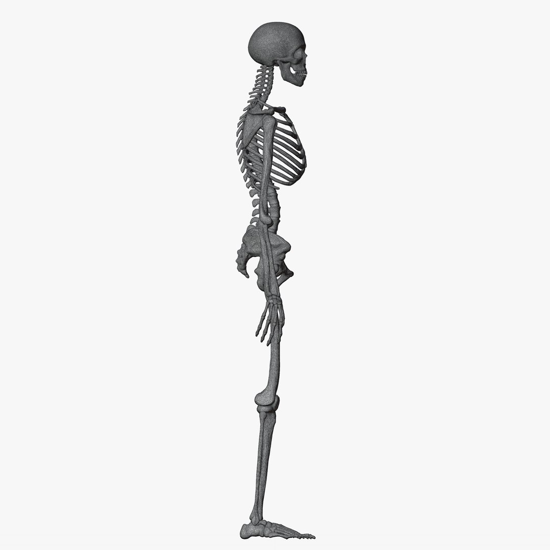 Male and Female Skeleton 3D model https://p.turbosquid.com/ts-thumb/Dq/M8gVPU/QD/wiremaleskeleton7/png/1682239491/1920x1080/fit_q87/ecb36474c69a0d192758007685455d3fd481ae9a/wiremaleskeleton7.jpg