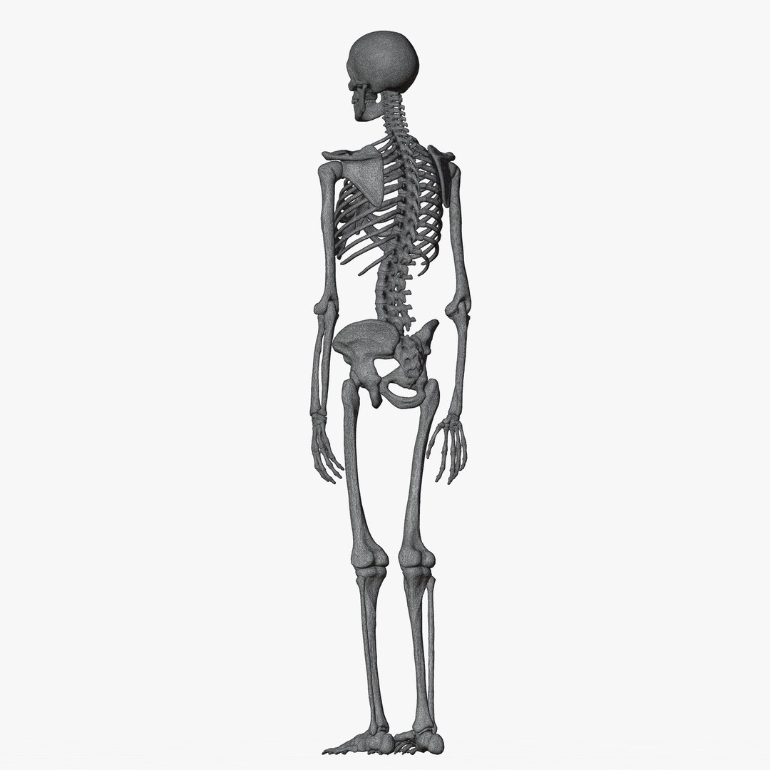 Male and Female Skeleton 3D model https://p.turbosquid.com/ts-thumb/Dq/M8gVPU/Ti/wiremaleskeleton4/png/1682239489/1920x1080/fit_q87/1377a9b35e1c755a5bba3852470d9f4c80e49ed5/wiremaleskeleton4.jpg