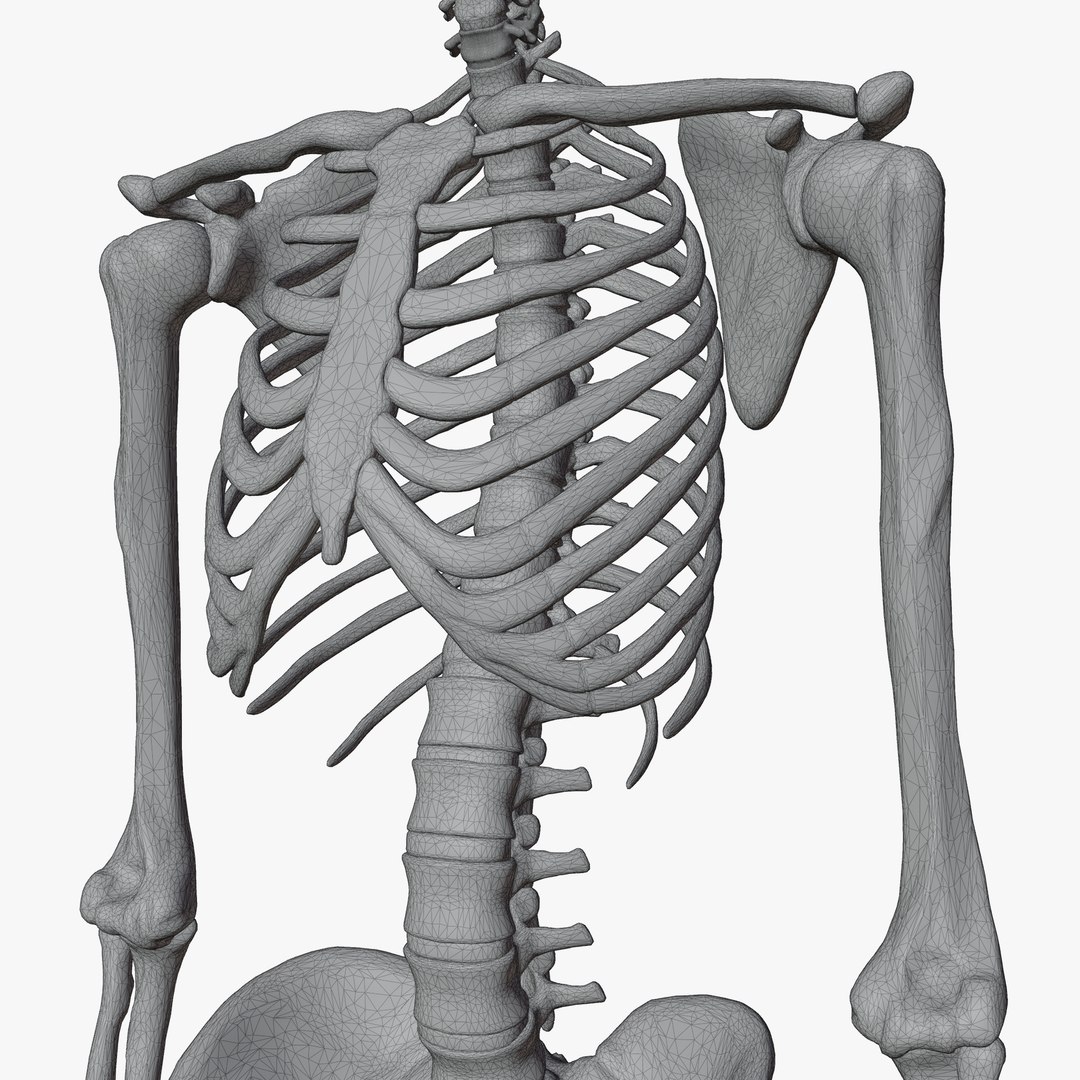 Male and Female Skeleton 3D model https://p.turbosquid.com/ts-thumb/Dq/M8gVPU/Ve/wireaddi2/png/1682239872/1920x1080/fit_q87/12c031a12772db6b4a791e3375adc5ccdf94744e/wireaddi2.jpg