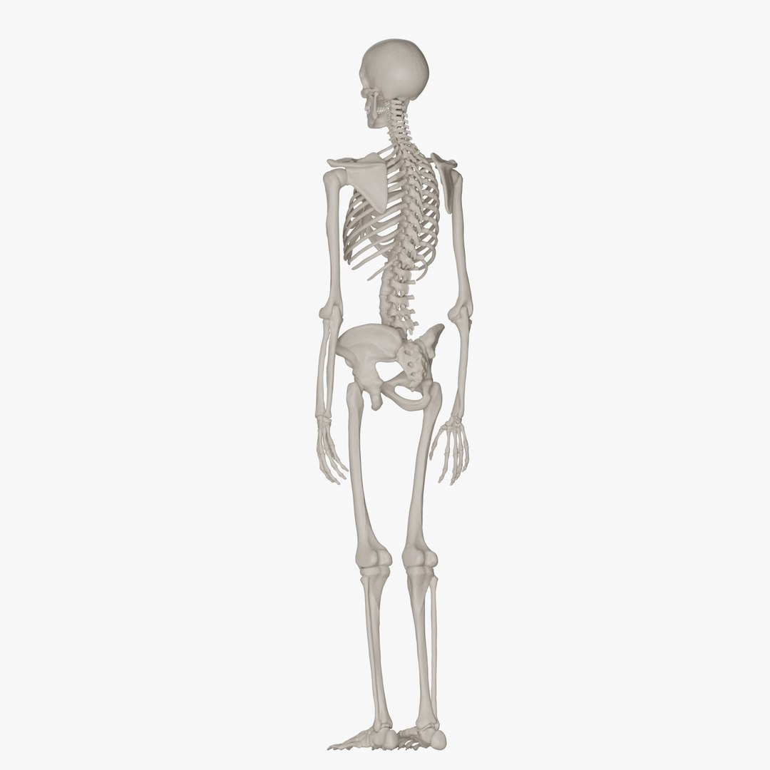 Male and Female Skeleton 3D model https://p.turbosquid.com/ts-thumb/Dq/M8gVPU/Xg/femaleskeleton4/png/1682239745/1920x1080/fit_q87/f7c64dacce95a8ef8eaf1bd7b741190a8fa6b70d/femaleskeleton4.jpg