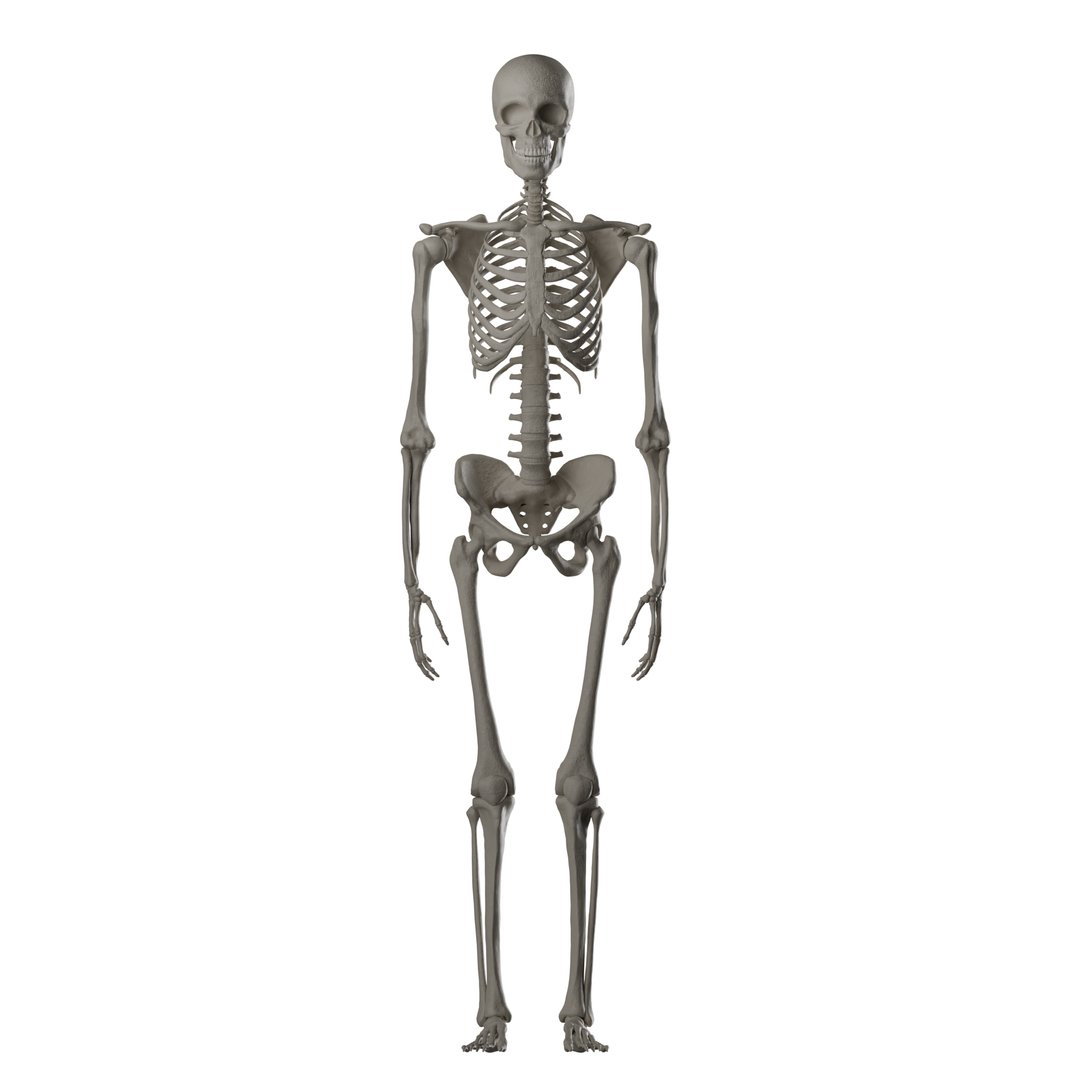 Male and Female Skeleton 3D model https://p.turbosquid.com/ts-thumb/Dq/M8gVPU/Y9/femaleskeleton/png/1682239970/1920x1080/turn_fit_q99/a435620851e823f37a9cab7f054d0ed1d3c303c5/femaleskeleton-1.jpg