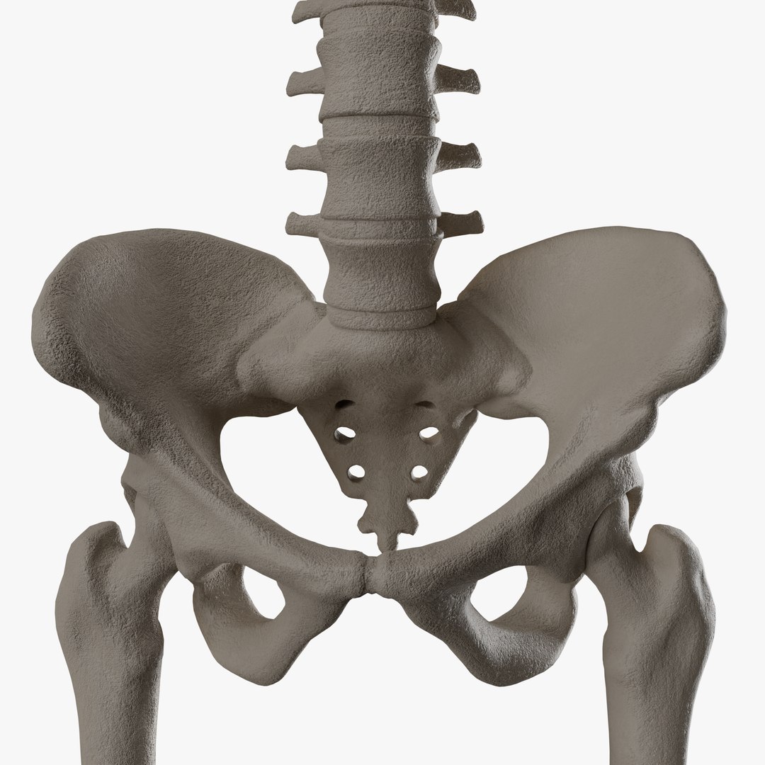 Male and Female Skeleton 3D model https://p.turbosquid.com/ts-thumb/Dq/M8gVPU/ZU/addi3/png/1682239822/1920x1080/fit_q87/6acf0069243b8ce287f10938f6be720b4e72f460/addi3.jpg