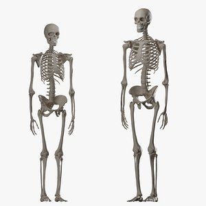 Male and Female Skeleton 3D model