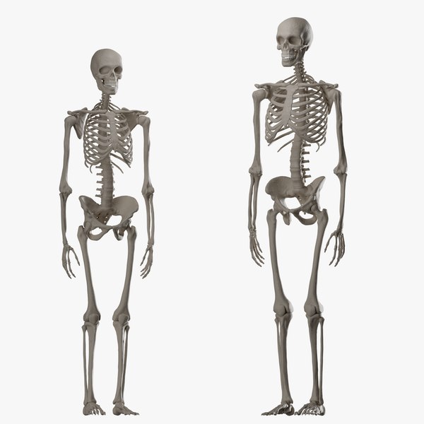 Стоковые фотографии по запросу Женский скелет