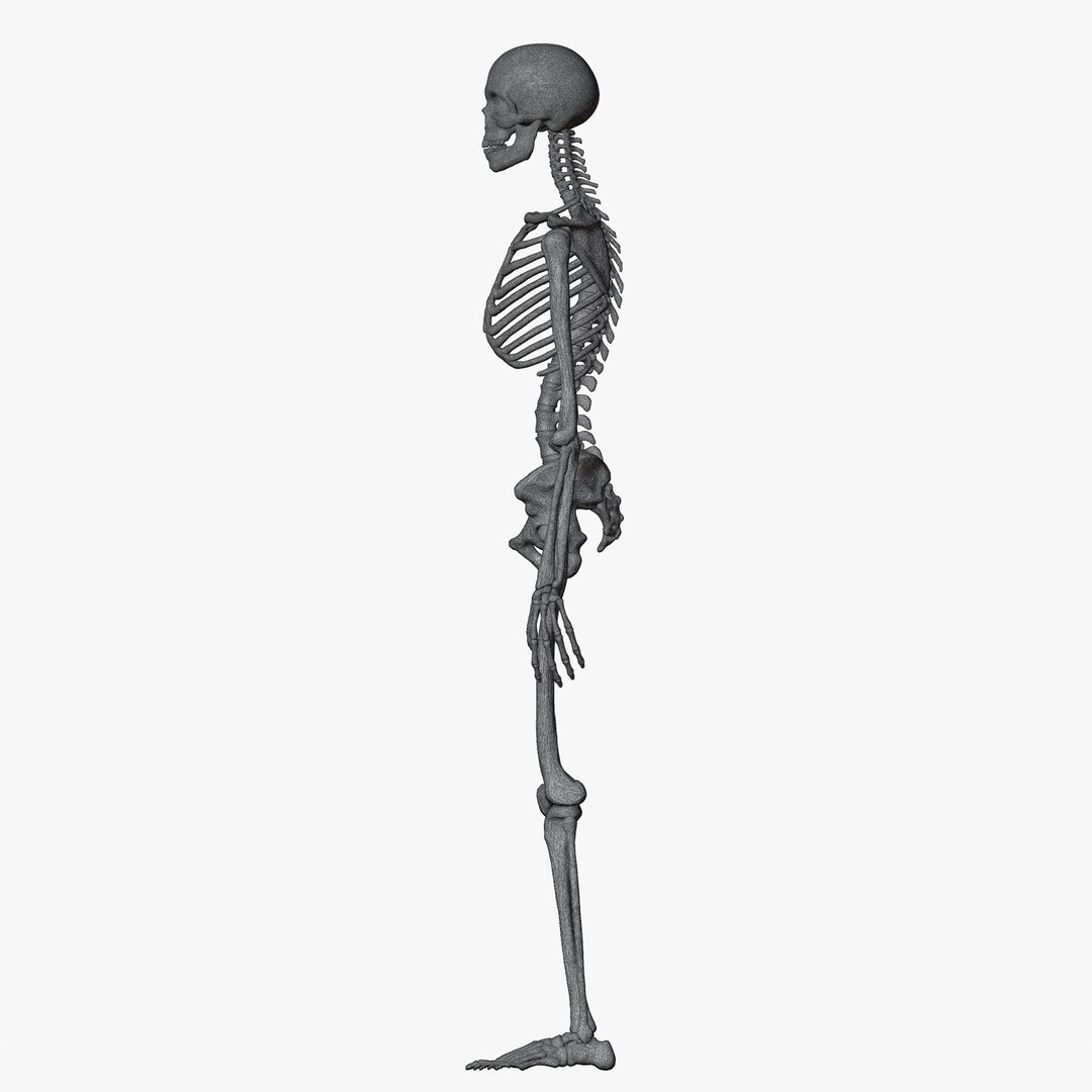 Male and Female Skeleton 3D model https://p.turbosquid.com/ts-thumb/Dq/M8gVPU/fe/wiremaleskeleton3/png/1682239489/1920x1080/fit_q87/d910ed96c9b043a425b9a3c2272ff62ebce58966/wiremaleskeleton3.jpg