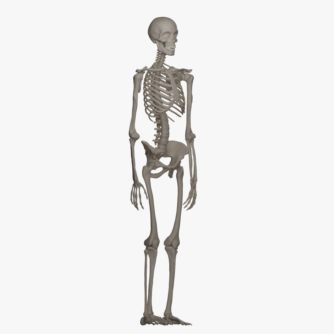 Male and Female Skeleton 3D model https://p.turbosquid.com/ts-thumb/Dq/M8gVPU/lL/femaleskeleton8/png/1682239747/1920x1080/fit_q87/f2edd599c67d033fba5b3f15a5318c639b06d00d/femaleskeleton8.jpg