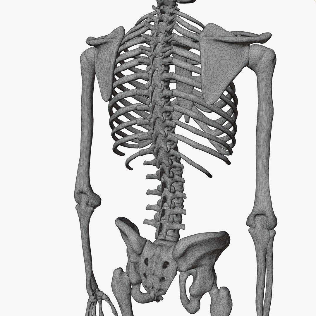 Male and Female Skeleton 3D model https://p.turbosquid.com/ts-thumb/Dq/M8gVPU/m0/wireadd5/png/1682239513/1920x1080/fit_q87/f3a7321ddc8caec3ac539b6499f827327bc0ca7a/wireadd5.jpg