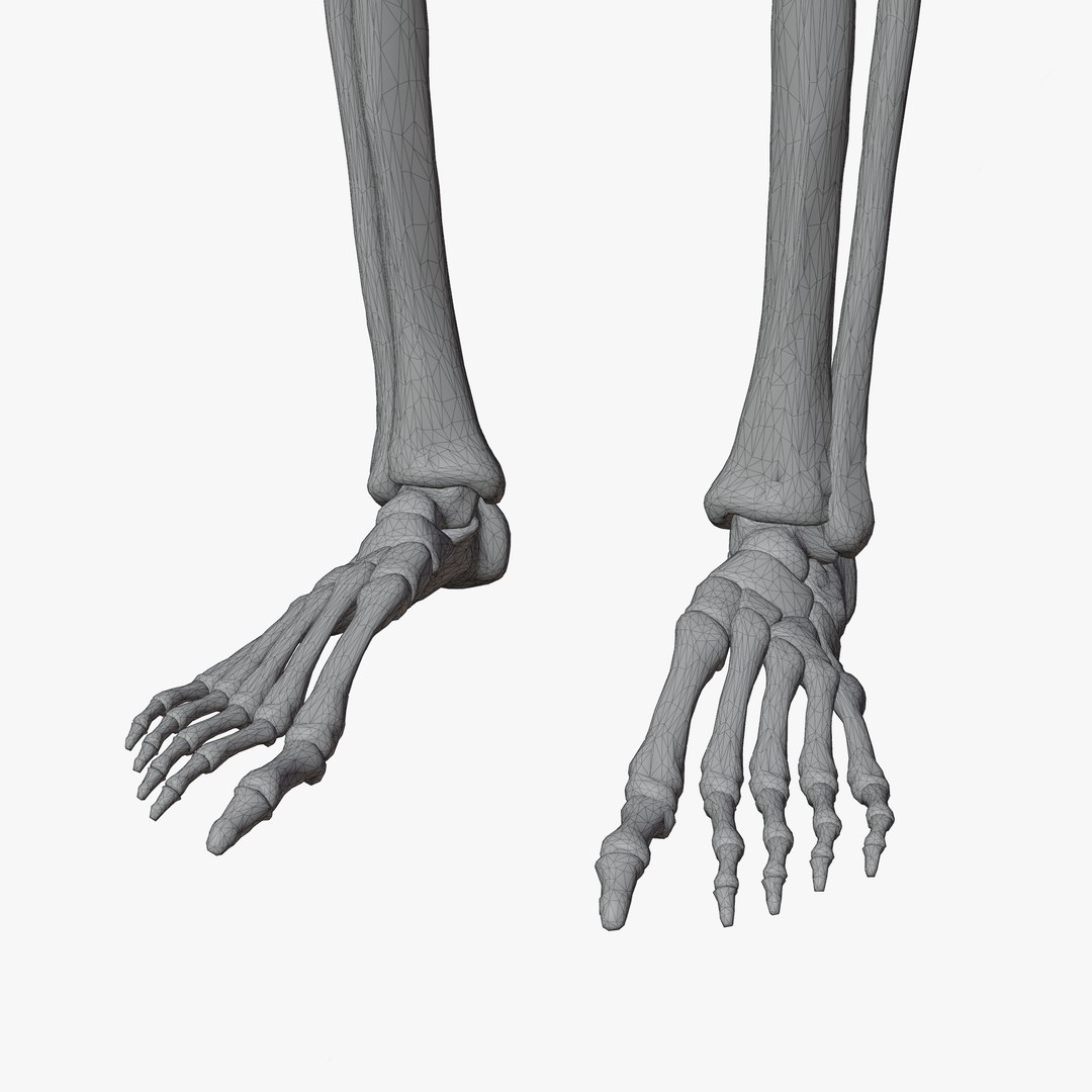 Male and Female Skeleton 3D model https://p.turbosquid.com/ts-thumb/Dq/M8gVPU/mf/wireaddi5/png/1682239873/1920x1080/fit_q87/60fbe7e015d12571fde290f77ce7ab607fe1a933/wireaddi5.jpg