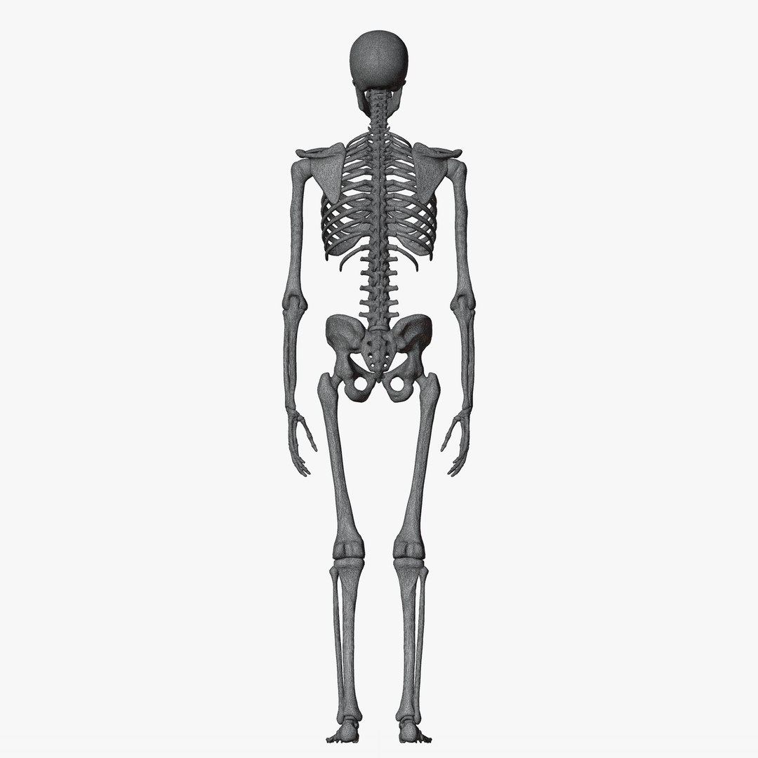 Male and Female Skeleton 3D model https://p.turbosquid.com/ts-thumb/Dq/M8gVPU/mq/wiremaleskeleton5/png/1682239490/1920x1080/fit_q87/5414f6dd7e70303cce1ce4ab0051bcc638df7c27/wiremaleskeleton5.jpg