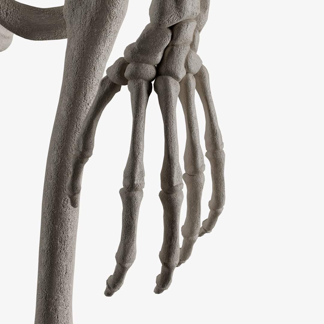 Male and Female Skeleton 3D model https://p.turbosquid.com/ts-thumb/Dq/M8gVPU/q9/add6/png/1682239406/1920x1080/fit_q87/f59b4f92b539f0e4c7c19643d851a4446fa9d118/add6.jpg