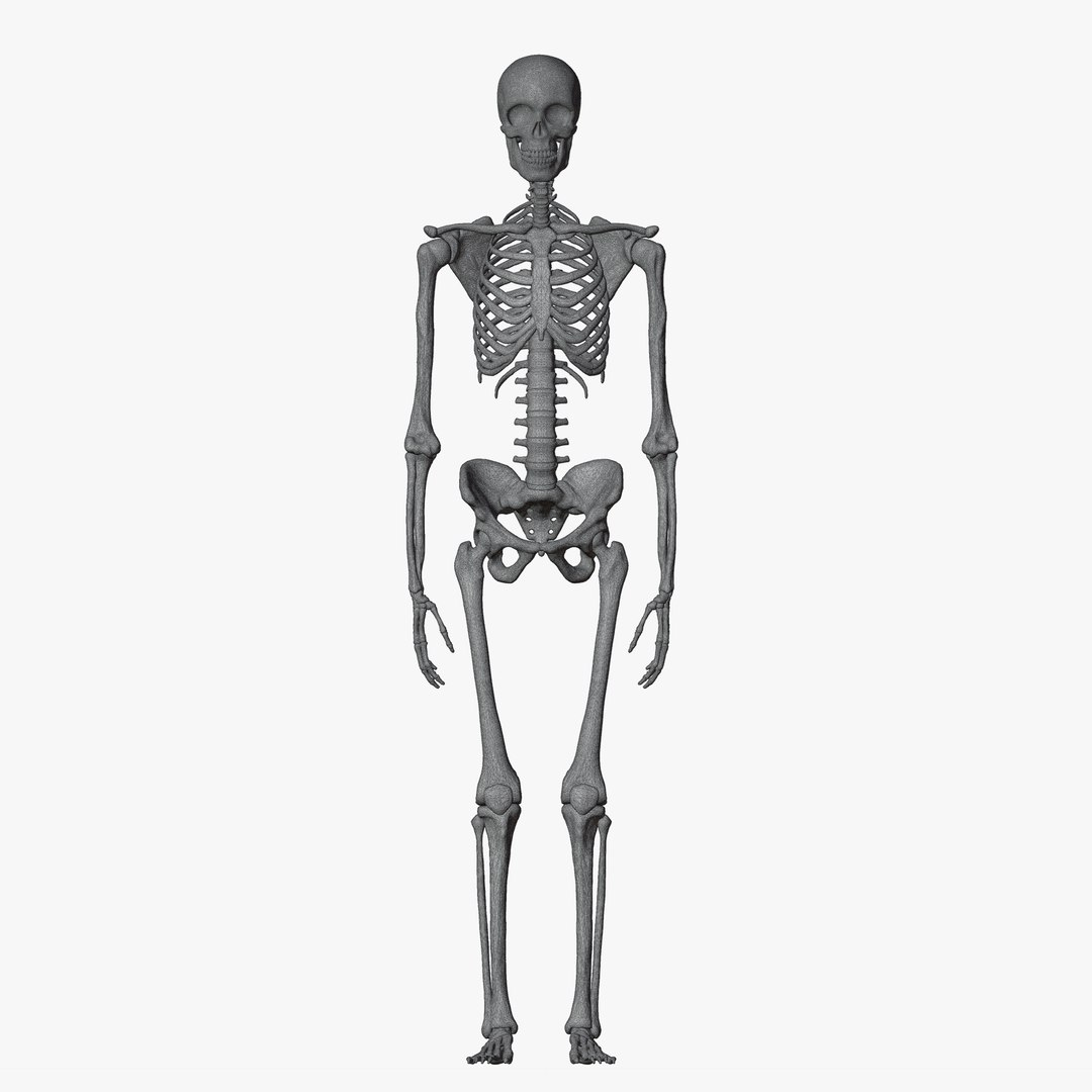 Male and Female Skeleton 3D model https://p.turbosquid.com/ts-thumb/Dq/M8gVPU/qk/wireskeleton1/png/1682239854/1920x1080/fit_q87/5675c8a4c814c8231812398428c091344fec102f/wireskeleton1.jpg
