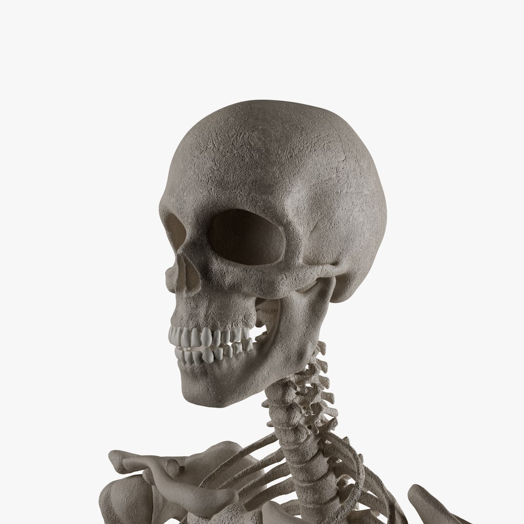 Male and Female Skeleton 3D model https://p.turbosquid.com/ts-thumb/Dq/M8gVPU/rk/addi1/png/1682239772/1920x1080/fit_q87/f51fa8b4562fc3cf5ad39406e09c44e81208d062/addi1.jpg