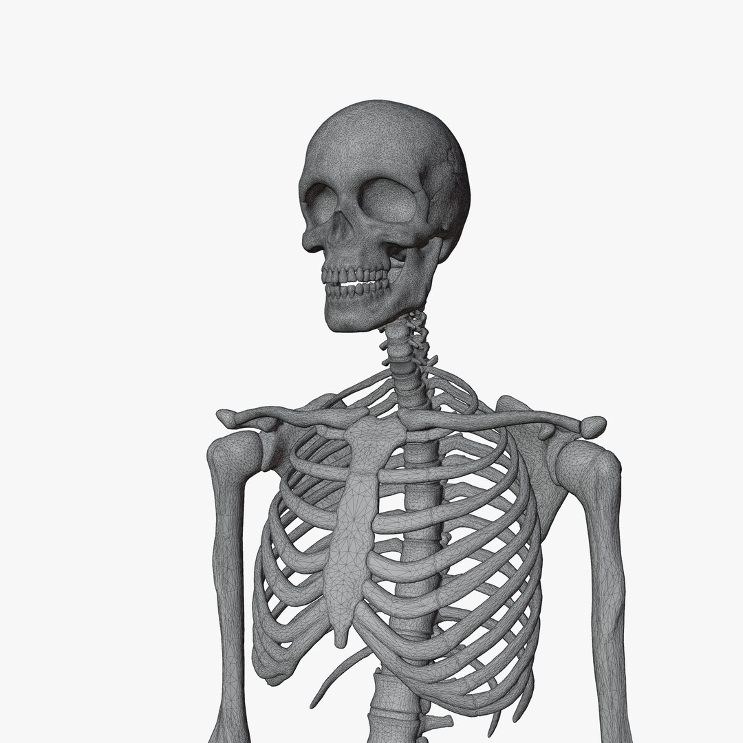 Male and Female Skeleton 3D model https://p.turbosquid.com/ts-thumb/Dq/M8gVPU/ue/wireadd1/png/1682239504/1920x1080/fit_q87/2c2c9accc241d7df5cc40f80cec09f8d49c92ebd/wireadd1.jpg