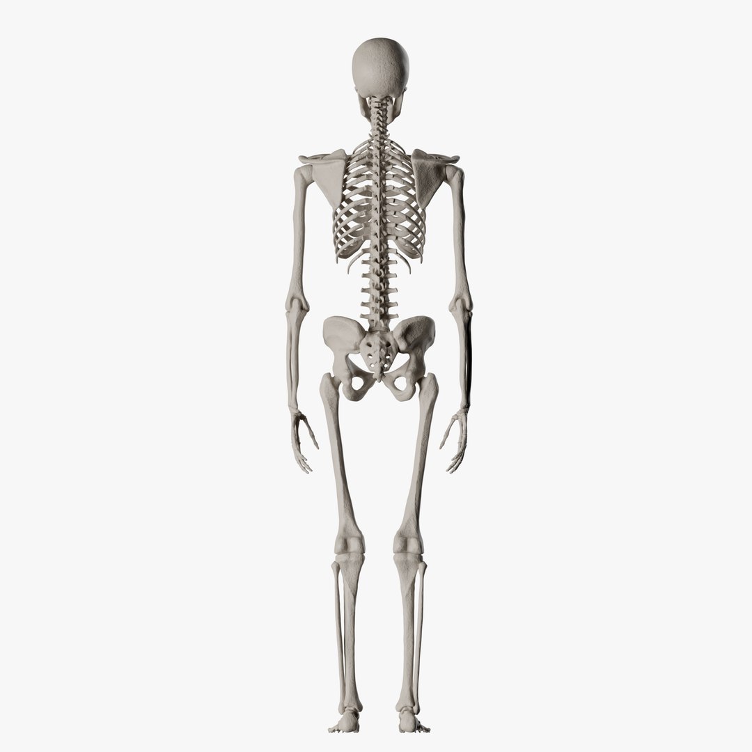 Male and Female Skeleton 3D model https://p.turbosquid.com/ts-thumb/Dq/M8gVPU/up/femaleskeleton5/png/1682239745/1920x1080/fit_q87/c631a19d2beb2364c84a89582a9ee31bfafb1e3e/femaleskeleton5.jpg