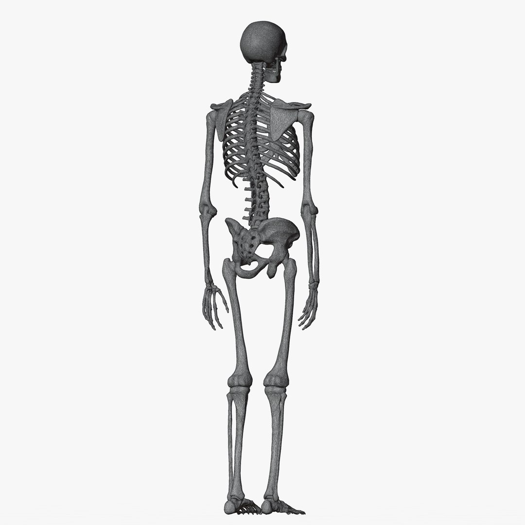 Male and Female Skeleton 3D model https://p.turbosquid.com/ts-thumb/Dq/M8gVPU/v6/wiremaleskeleton6/png/1682239490/1920x1080/fit_q87/5dd09790c3be3d86c0d7d2a868fd91670c3f118f/wiremaleskeleton6.jpg