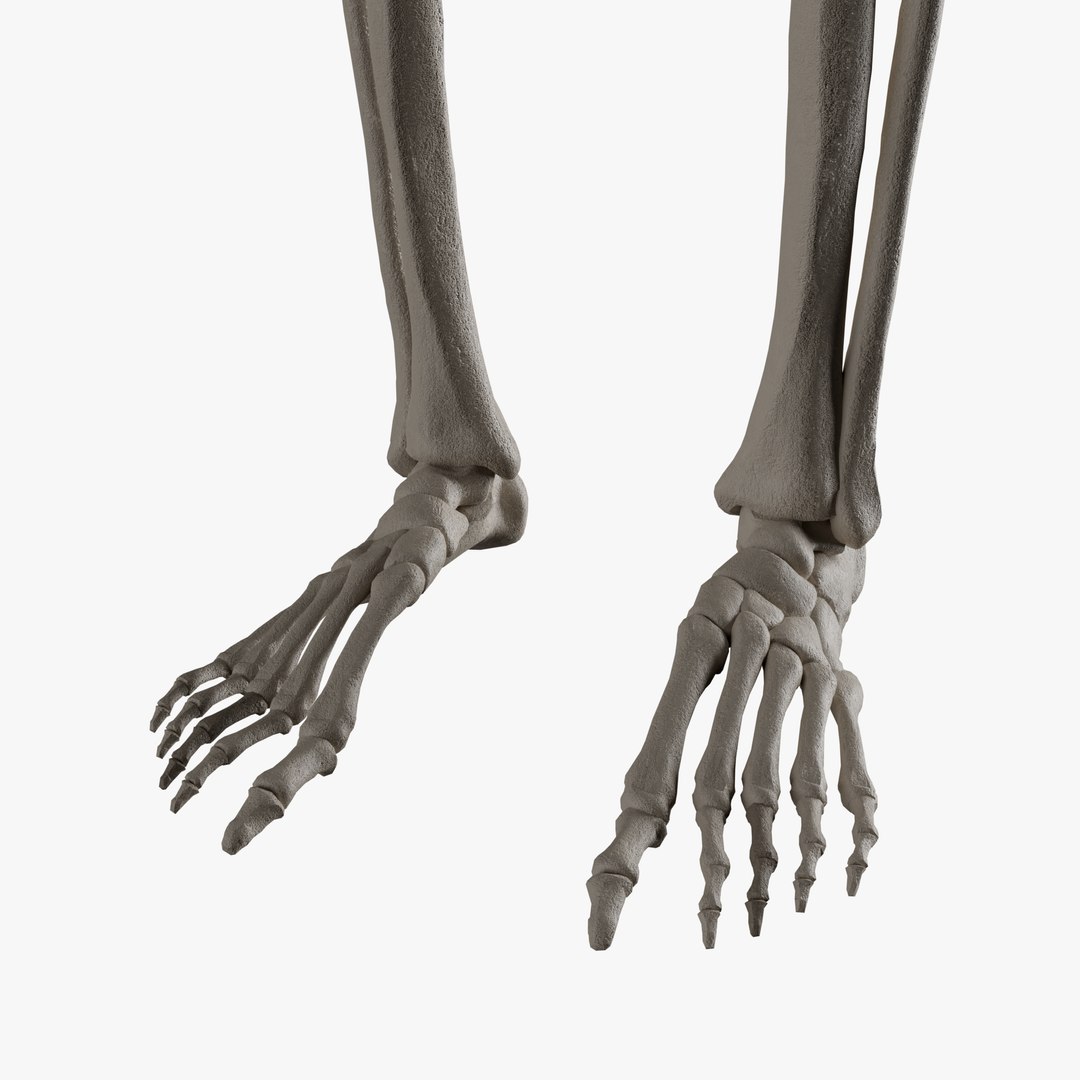 Male and Female Skeleton 3D model https://p.turbosquid.com/ts-thumb/Dq/M8gVPU/vA/add4/png/1682239402/1920x1080/fit_q87/8ef2b89d78590a460d1aa11a9ad099f664b00366/add4.jpg