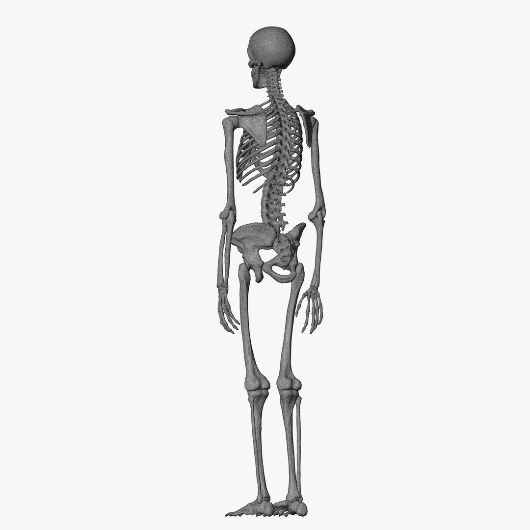 Male and Female Skeleton 3D model https://p.turbosquid.com/ts-thumb/Dq/M8gVPU/xL/wireskeleton4/png/1682239856/1920x1080/fit_q87/a96cc75b97a259ea014bf921301fc1419c9084f7/wireskeleton4.jpg