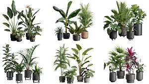 3D Indoor Plants Collection 01