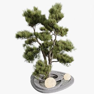 AV Mission Kalamata Leccino Arbequina Wilsonii Chemlali Olive HousePlants Set50