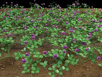 clover trifolium