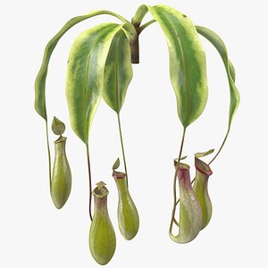 3D nepenthes alata flower