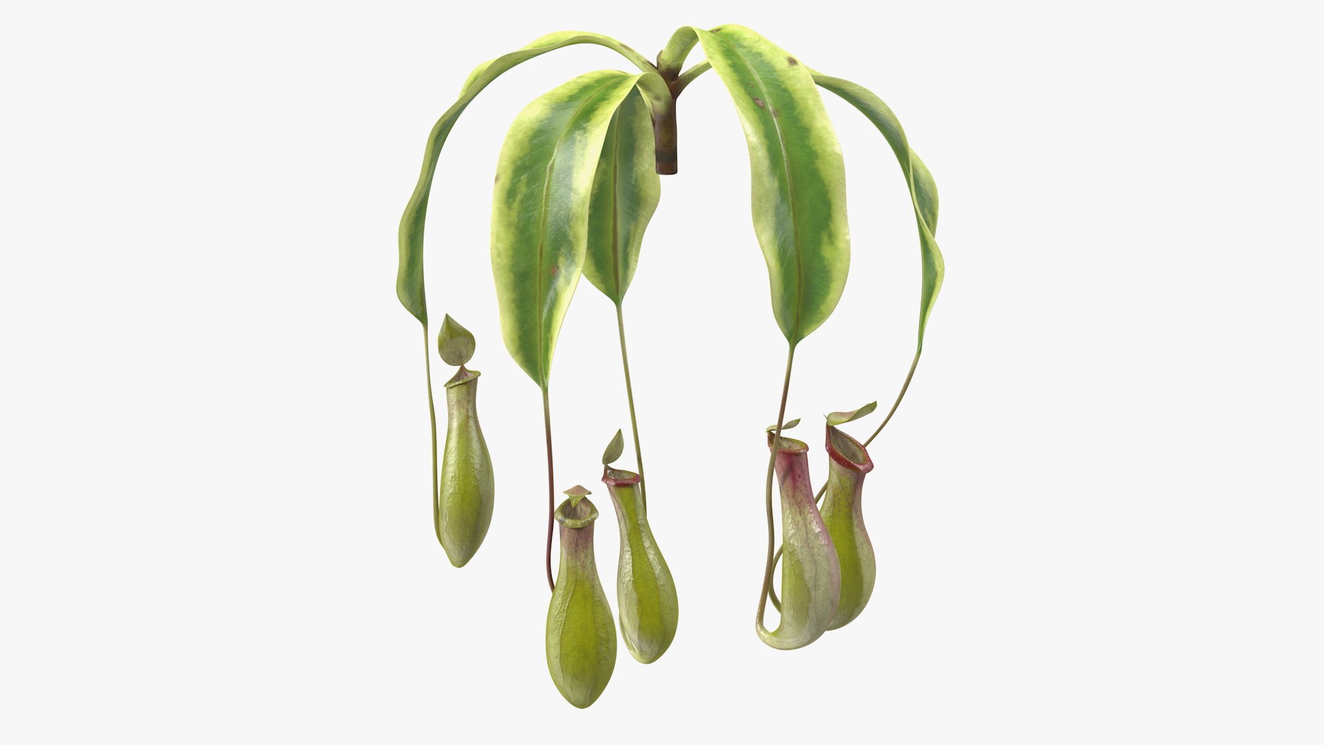 Nepenthes Alata Flower 3D model preview