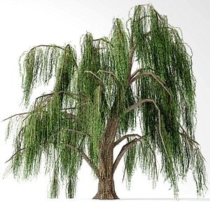 Weeping willow