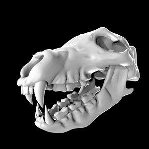 高品質！アルパカ 頭骨 ☆即納☆ 高品質！アルパカ（alpaca）全身骨格標本 - 頭骨・骨格