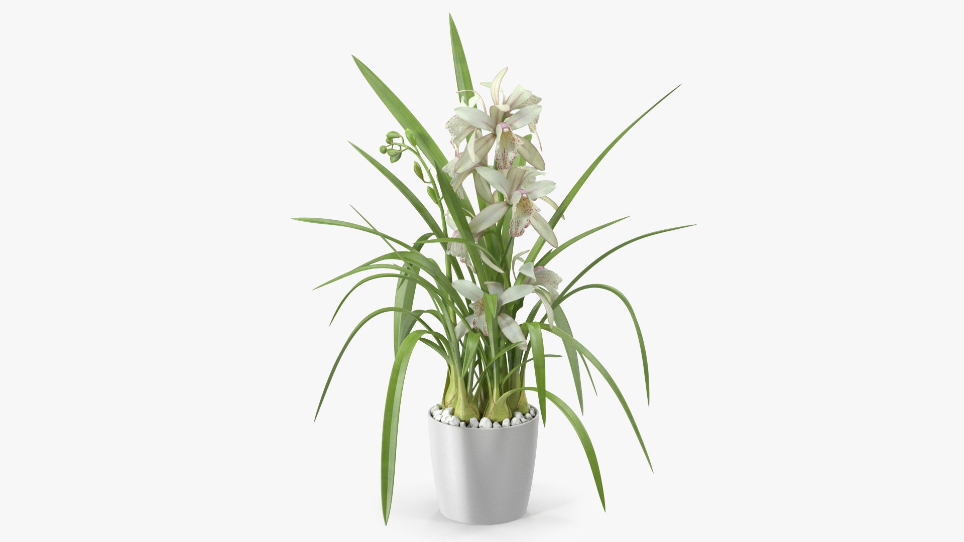 White Orchid Pot 3D model preview
