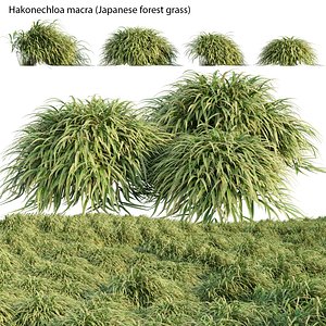 Hakonechloa macra - Japanese forest grass 3D model