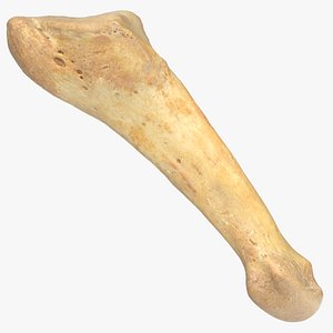 3D fifth metatarsal bone 01