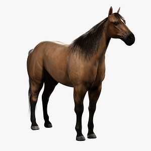 Horses
