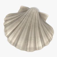 Pecten Albicans