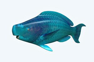 3D parrotfish fish model