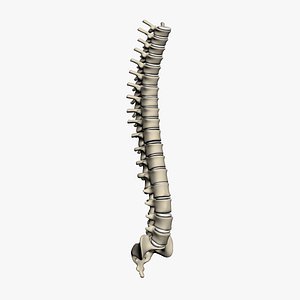 Human Vertebral