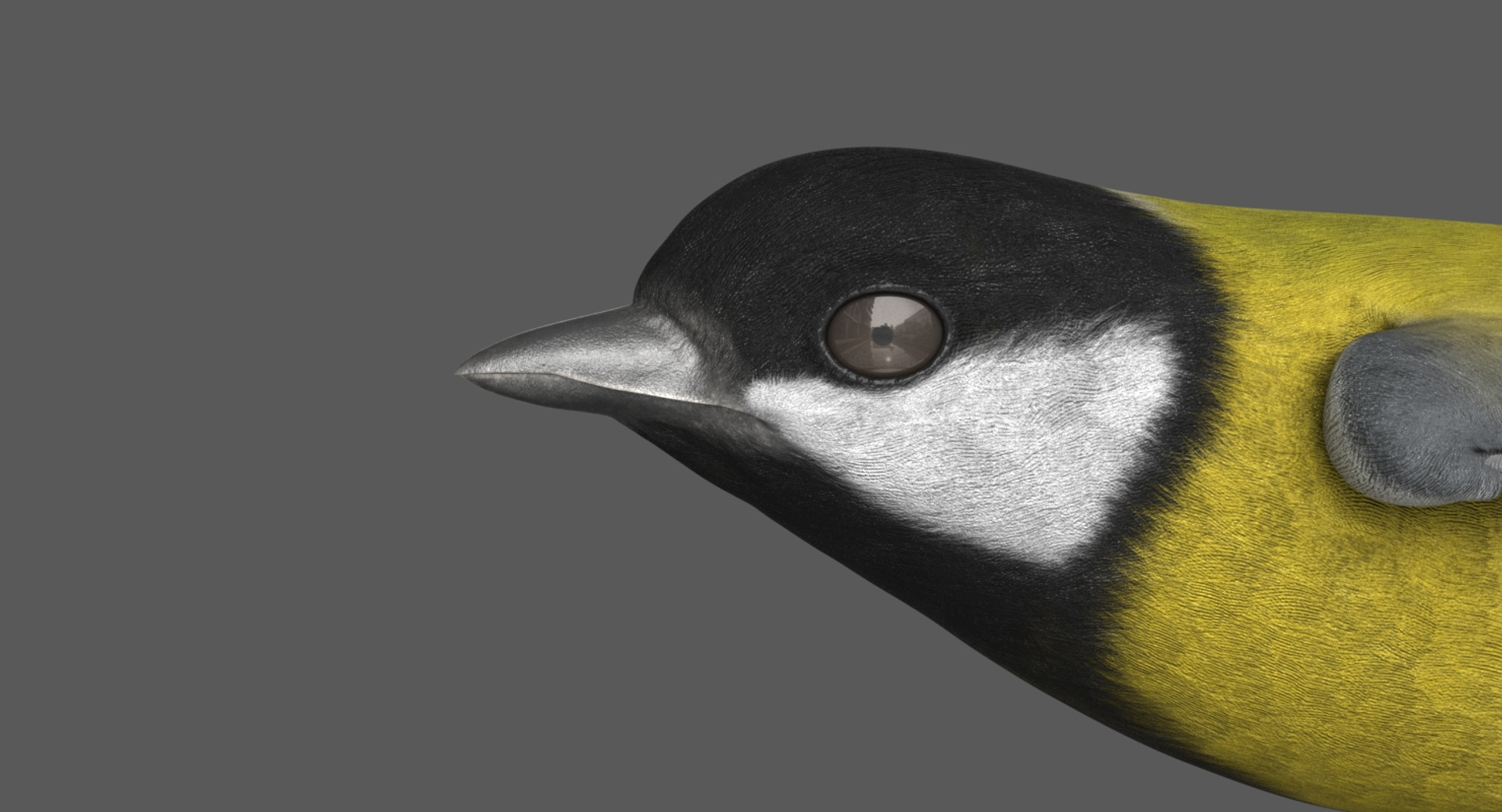 3D great tit animation https://p.turbosquid.com/ts-thumb/Dr/Q6TlIa/kKXOxLoT/greattit_head/jpg/1551104201/1920x1080/turn_fit_q99/5ccd8cf7b1cdd01516b7da64696bf6c35d1e69a6/greattit_head-1.jpg